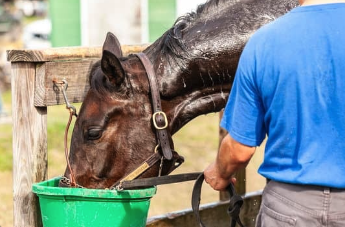 maux cheval